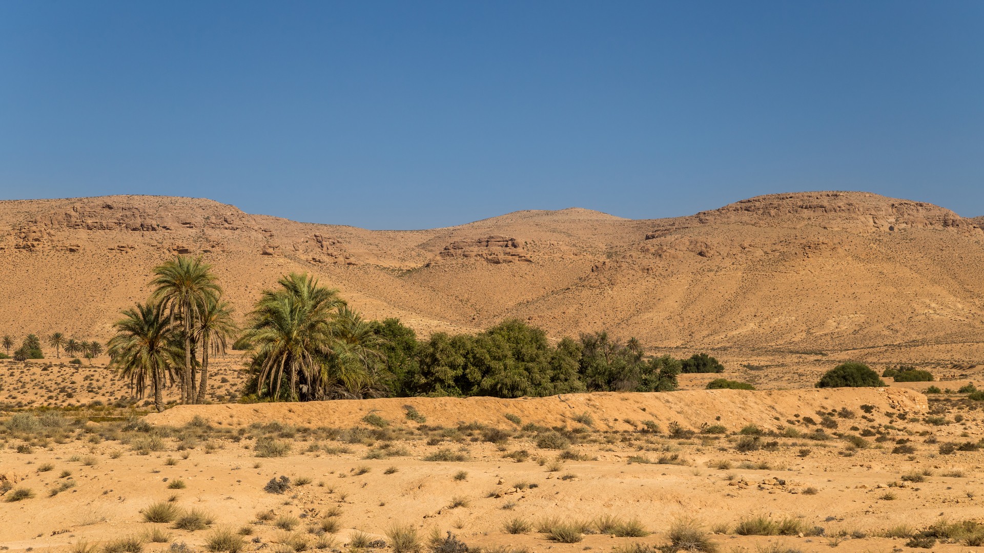 Оазис в пустыне, Южный Тунис.